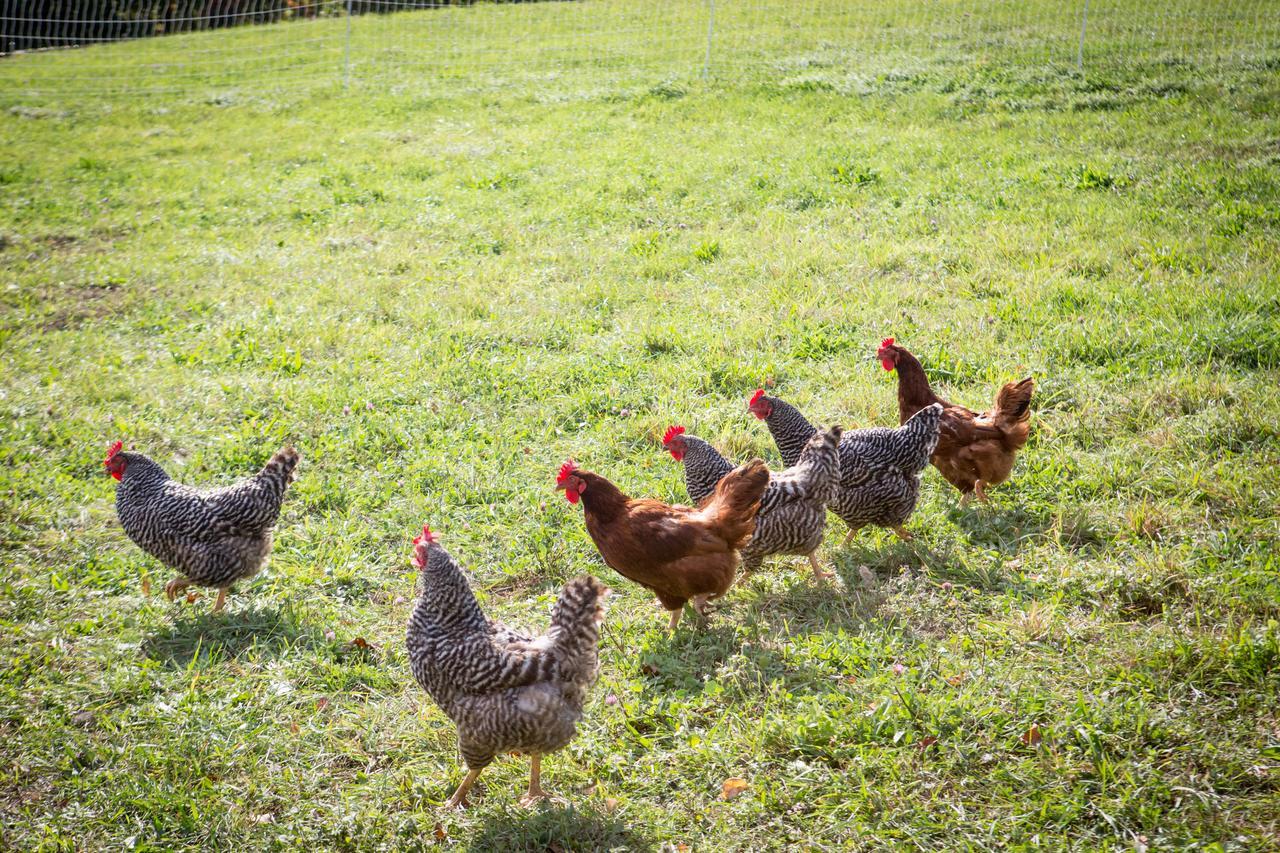 Woodstock Sustainable Farms Villa Oda fotoğraf